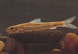 Microphysogobio elongatus