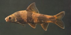 Sarcocheilichthys sinensis