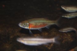 Clinostomus funduloides - Click for species page