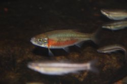 Clinostomus funduloides