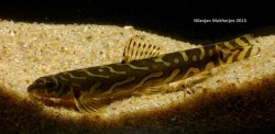 Mesonoemacheilus triangularis - Click for species page