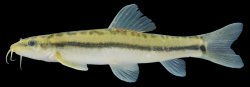 Nemacheilus longistriatus - Click for species page