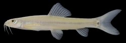 Nemacheilus pallidus - Click for species page