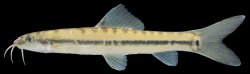 Nemacheilus pallidus