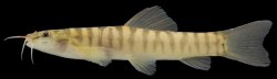 Nemacheilus platiceps - Click for species page
