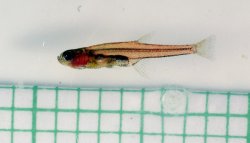 Paedocypris cf. carbunculus