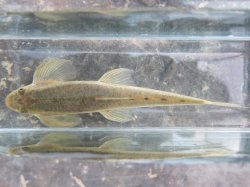 Psilorhynchus khopai