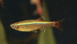 Tanichthys albonubes - Click for species page