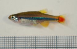 Tanichthys micagemmae - Click for species page