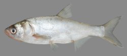 Hypophthalmichthys molitrix - Click for species page