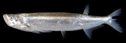 Macrochirichthys macrochirus - Click for species page