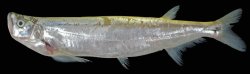 Macrochirichthys macrochirus