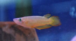 Aplocheilus lineatus - Click for species page