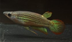 Aplocheilus lineatus