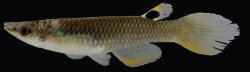 Aplocheilus panchax - Click for species page