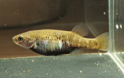 Allotoca dugesii - Click for species page