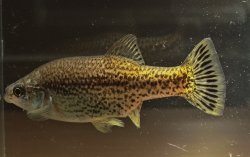 Ameca splendens - Click for species page