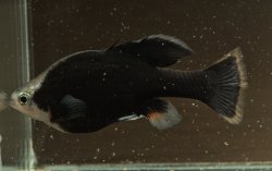 Skiffia multipunctata