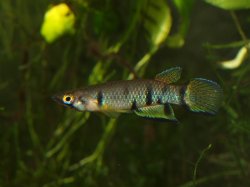 Epiplatys dageti - Click for species page