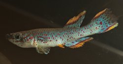 Fundulopanchax gardneri - Click for species page