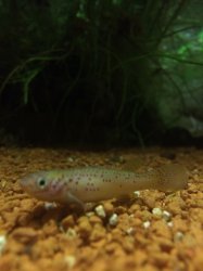 Fundulopanchax scheeli - Click for species page