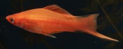 Xiphophorus hellerii - Click for species page