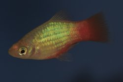 Xiphophorus maculatus