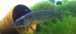 Esox lucius - Click for species page