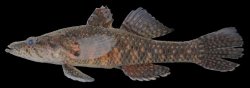 Butis butis - Click for species page