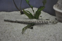 Lepisosteus platostomus - Click for species page