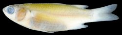 Crenimugil buchanani - Click for species page