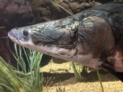 Arapaima gigas - Click for species data page