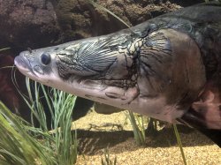 Arapaima gigas - Click for species page