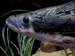 Arapaima gigas