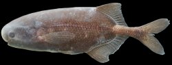 Stomatorhinus patrizii