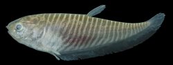 Notopterus notopterus - Click for species page