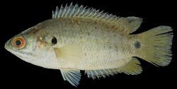 Anabas testudineus - Click for species page