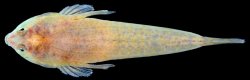 Tonlesapia tsukawakii - Click for species data page