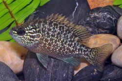 Lepomis marginatus - Click for species data page
