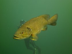 Micropterus dolomieu - Click for species data page