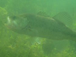 Micropterus salmoides