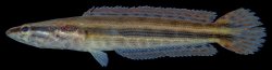 Channa lucius - Click for species page