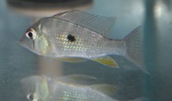 Acarichthys heckelii - Click for species page