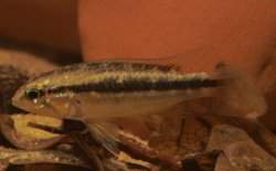 Apistogramma bitaeniata