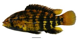 Apistogramma kullanderi - Click for species page