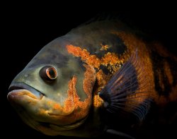 Astronotus ocellatus - Click for species page