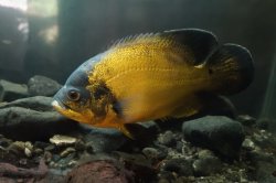 Astronotus ocellatus