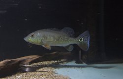 Cichla intermedia - Click for species page