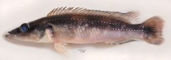 Crenicichla macrophthalma - Click for species data page