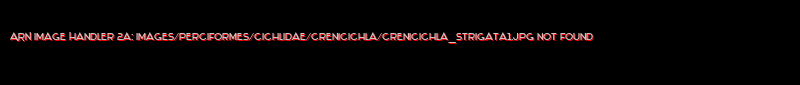 Crenicichla strigata - Click for species data page